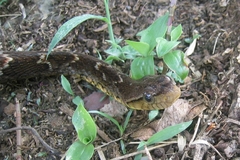 Xenodon rabdocephalus