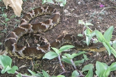 Xenodon rabdocephalus