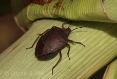 Euschistus circumfusus
