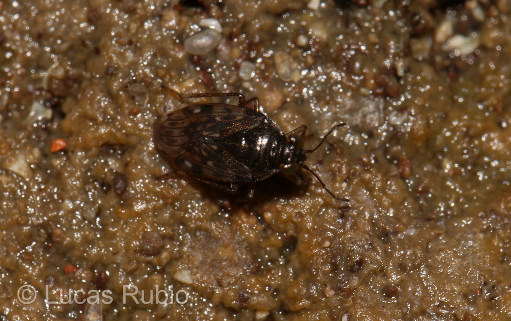Saldula coxalis