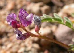 Astragalus nutans
