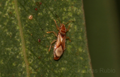 Thaumastocoris peregrinus