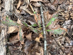 Mycosphaerella colorata