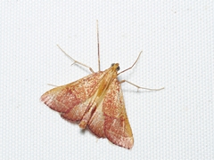 Endotricha pyrosalis