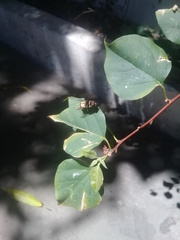 Palpada pusilla