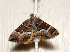Chrysolarentia lucidulata