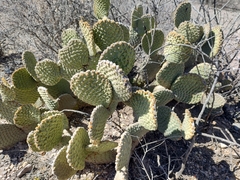 Opuntia microdasys