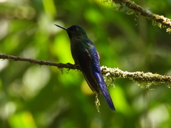 Aglaiocercus