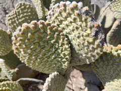 Opuntia microdasys