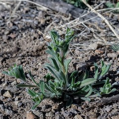 Lappula occidentalis