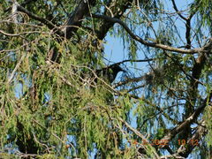 Melanotis caerulescens