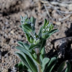 Lappula occidentalis