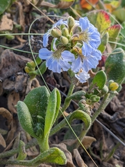 Scaevola calendulacea