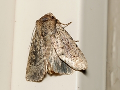 Dasygaster padockina