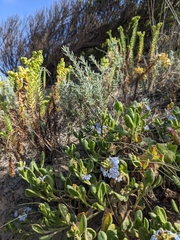 Scaevola calendulacea