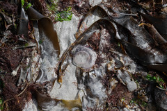 Aequorea forskalea