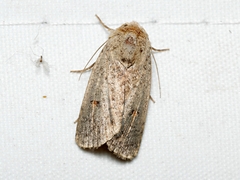 Proteuxoa hypochalchis