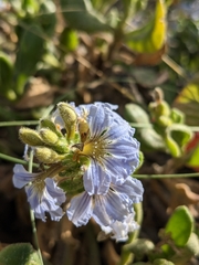 Scaevola calendulacea