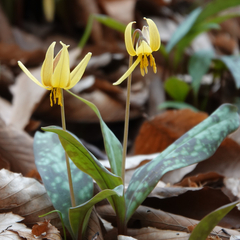Erythronium umbilicatum