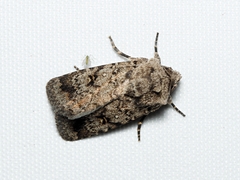 Proteuxoa amaurodes