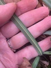 Galanthus × valentinei