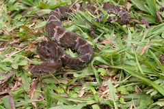 Xenodon rabdocephalus