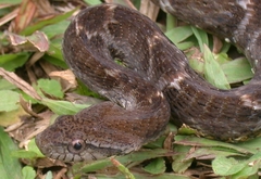 Xenodon rabdocephalus