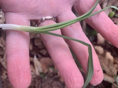 Galanthus × valentinei