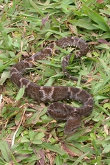Xenodon rabdocephalus