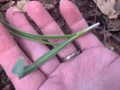 Galanthus × valentinei