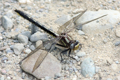 Phanogomphus borealis