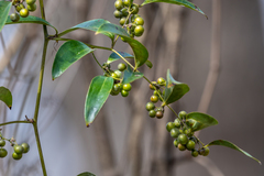 Smilax smallii