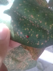 Cryptognatha auriculata