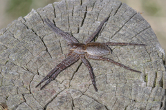 Dolomedes plantarius