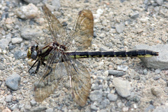 Phanogomphus borealis