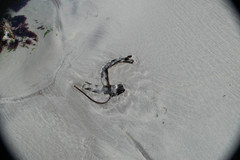 Saccorhiza polyschides