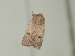 Proteuxoa hypochalchis