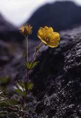 Geum calthifolium