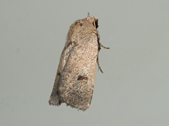 Proteuxoa hypochalchis