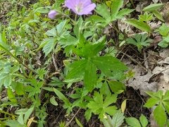 Geranium maculatum