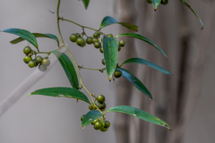Smilax smallii