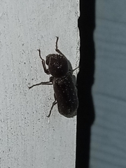 Amphicerus bicaudatus