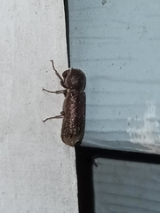 Amphicerus bicaudatus