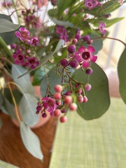 Chamelaucium uncinatum