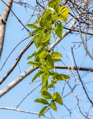 Smilax smallii