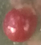 Cryptognatha auriculata