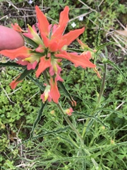 Castilleja indivisa