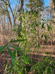 Pseudosasa japonica