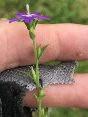 Triodanis
