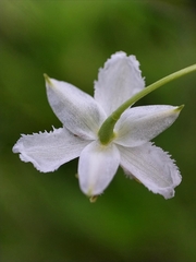Arthropodium minus